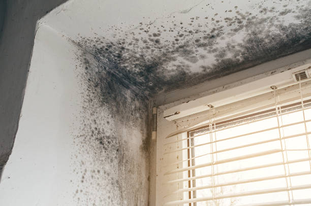 Affordable Black Mold Removal solutions in Sicklerville, NJ